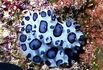 Calvin's Nudibranch Roatan,Honduras MX10 Macro by Bill Jennings 